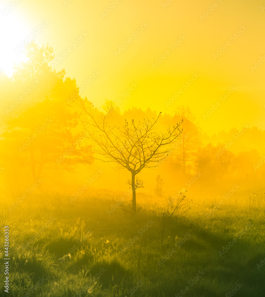 Obraz premium A bare tree silhouette in the distance in a misty morning sunrise. Summertime scenery of Northern Europe.