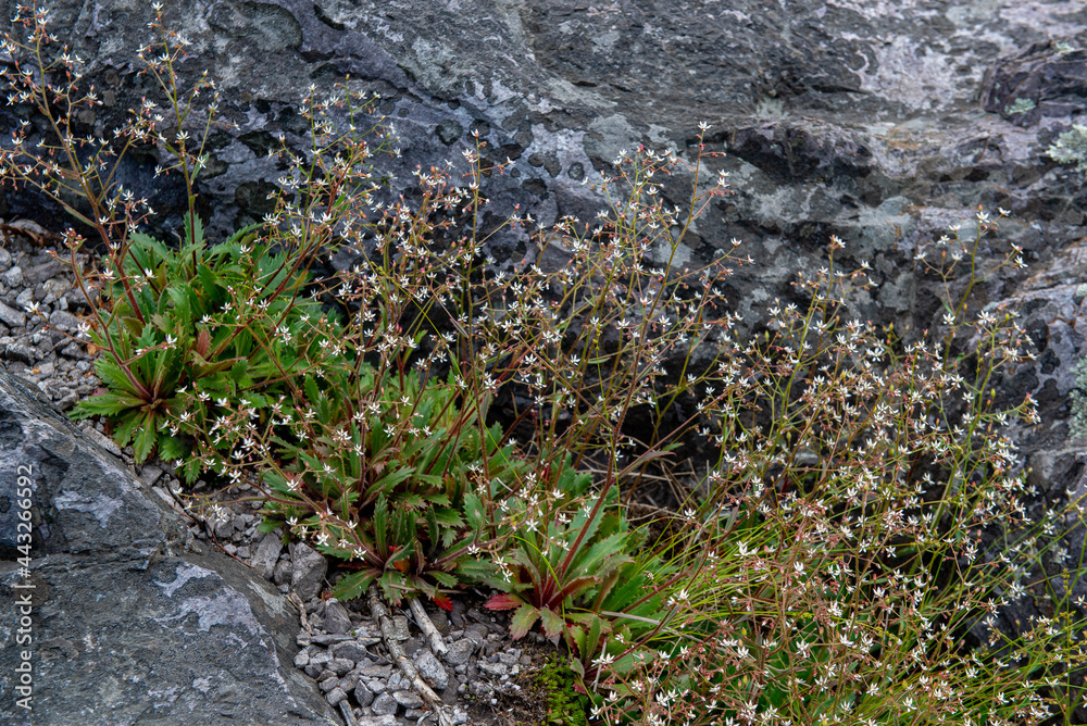 Michaux's Saxifrage (Micranthes petiolarisis) is found on rock walls, boulder fields, and seeps in the Appalachian mountains from Maryland south to Georgia. Michaux's Saxifrage (Micranthes petiolarisis) is found on rock walls, boulder fields, and seeps in the Appalachian mountains from Maryland south to Georgia.