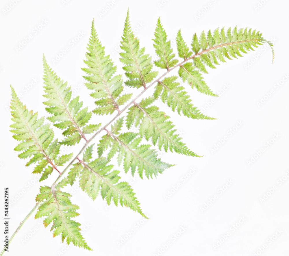 Frond of Japanese painted fern ((Athyrium niponicum) in high key.