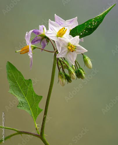 Bilde på lerret Macro view of flowers and flower buds of Carolina horsenettle (Solanum carolinense), a native perennial of the southeastern United States
