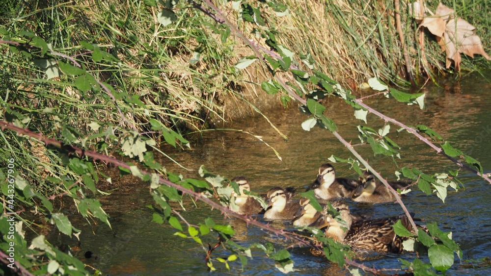 patos refugiados detrás de una rama ante el paso de senderistas, color marrón. lérida, españa, europa patos refugiados detrás de una rama ante el paso de senderistas, color marrón. lérida, españa, europa