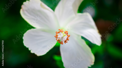 A pretty flower with green background. I captured this image on August 11  2018  from Dhaka  Bangladesh  South Asia