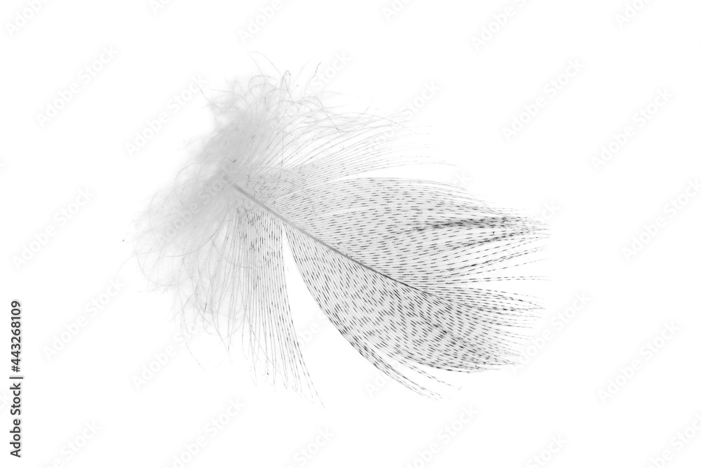 a white feather on a white isolated background
