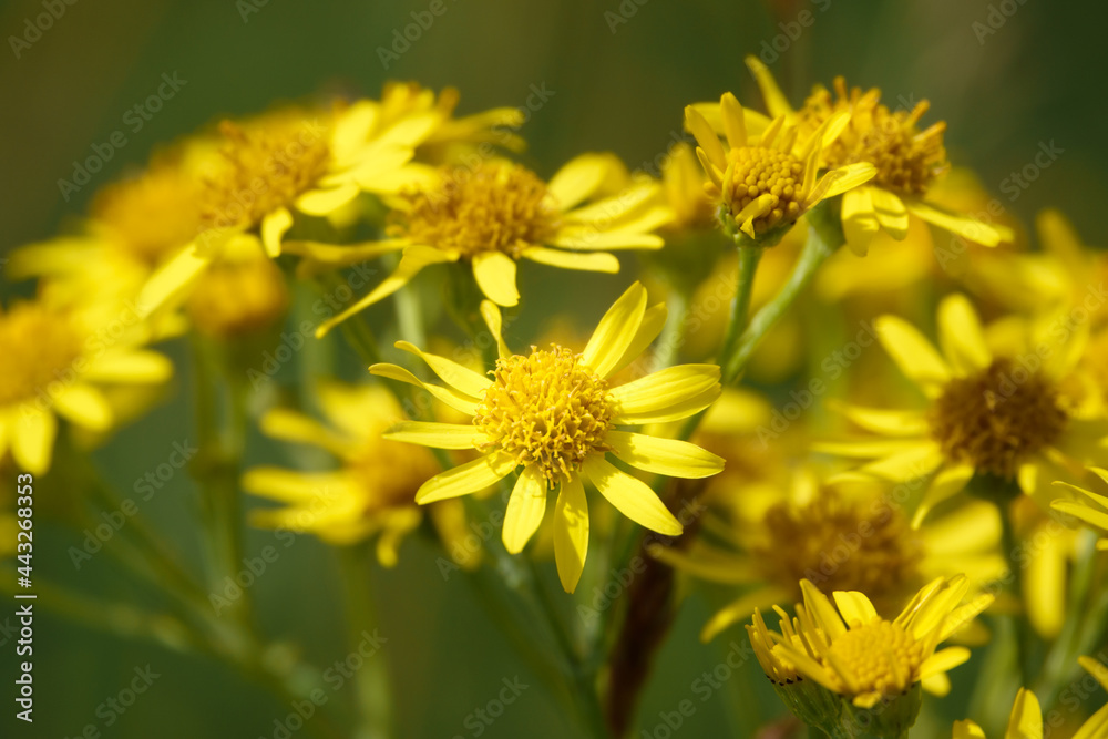 beautiful yellow Ragwort flowers (Senecio jacobaea) growing wild on Saisbury Plain grasslands beautiful yellow Ragwort flowers (Senecio jacobaea) growing wild on Saisbury Plain grasslands
