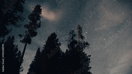 Cloudy Starry Night with Pine Tree Silhouette