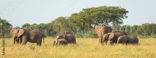 African elephant  Loxodonta africana