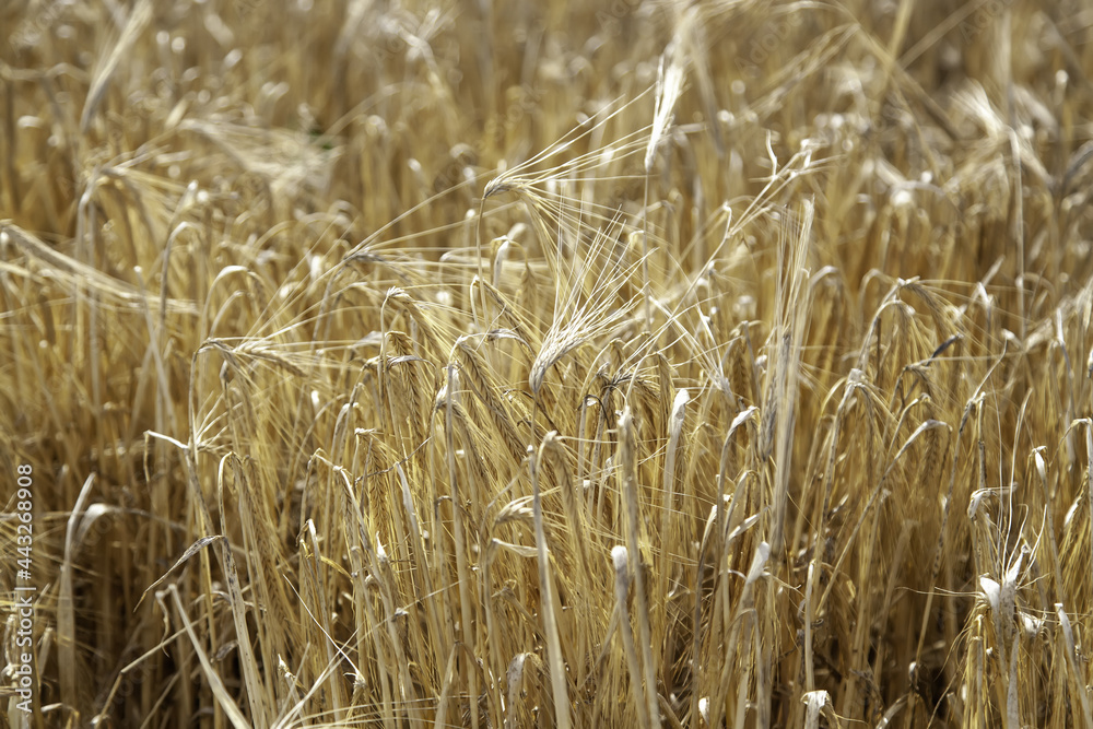 Wheat field agriculture