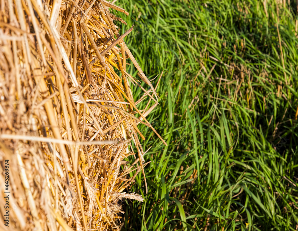 Fototapeta premium part of the Golden straw