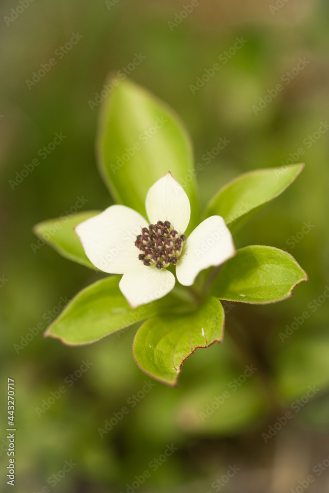 Fototapeta premium Blooming Canadian Bunchberry - Herbal Dogwood