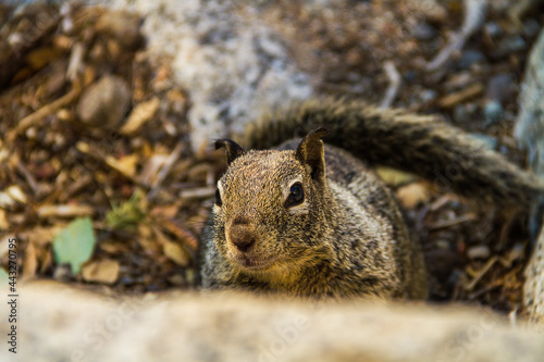 A California ground squirrel posing for the camera