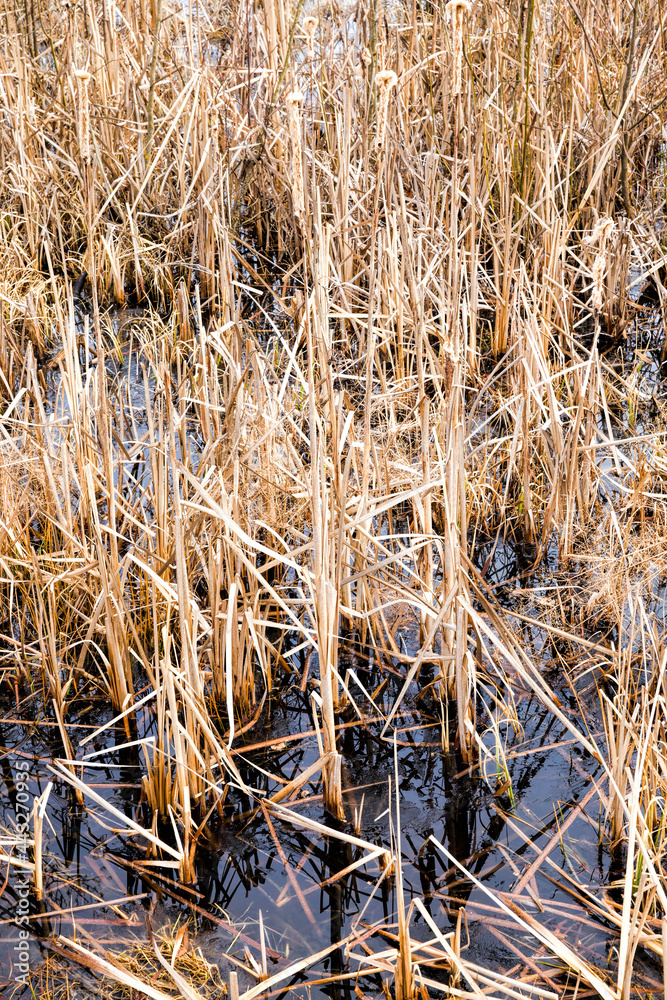 snow-covered swamp area