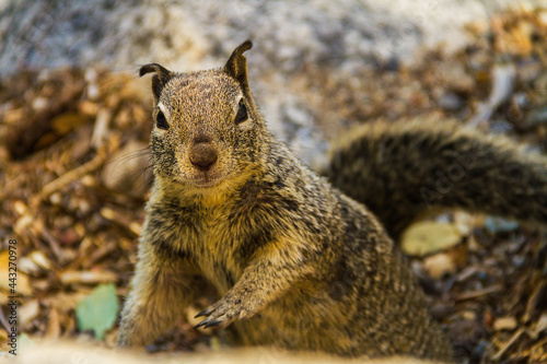 Close-up of a California ground squirrel looking at the camera 
