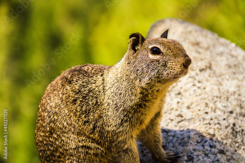 Close-up of a California ground squirrel on a sunny day in the forest