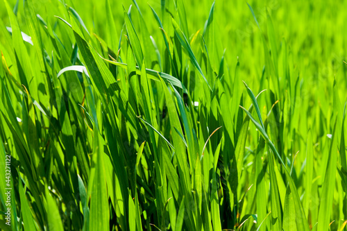 wheat or other cereals