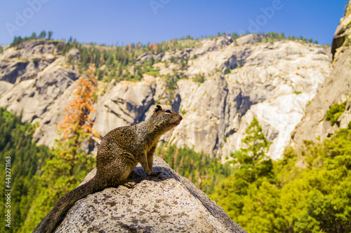 Close up of a California ground squirrel at Yosemite National Park
