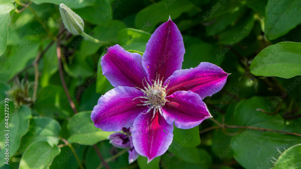 Blooming climatis flower against a background of green foliage, close-up. Blooming climatis flower against a background of green foliage, close-up.