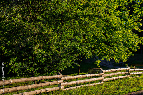 Wooden fence with trees in the garden.