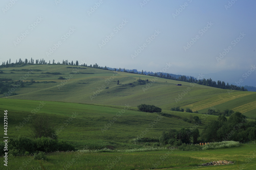 Summer hills with green meadows