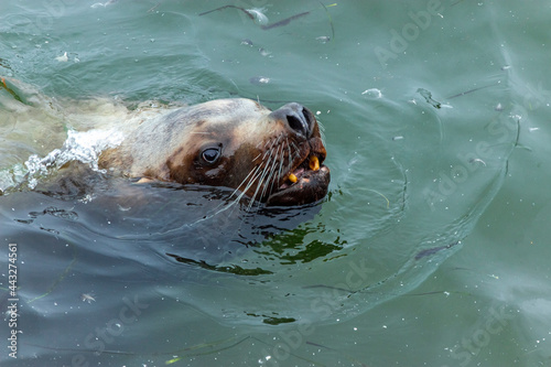a cute mustachioed sea lion swims in the dirty water of the Mokhovaya Bay in the city of Petropavlovsk Kamchatsky. the concept of the coexistence of wild animals next to humans.