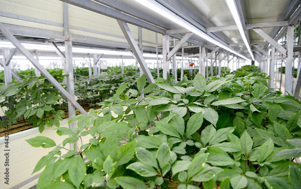 smart farm in Korea and is growing ginseng.