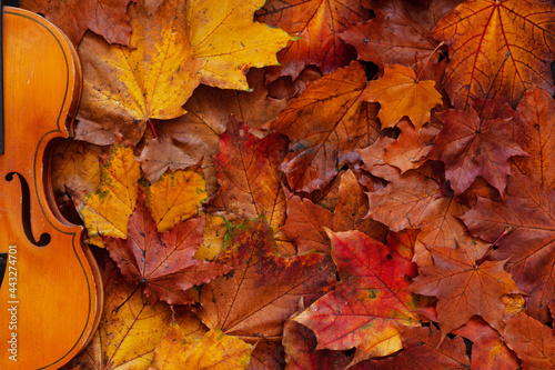 Old violin on yellow autumn maple leaves background. Top view, close-up.