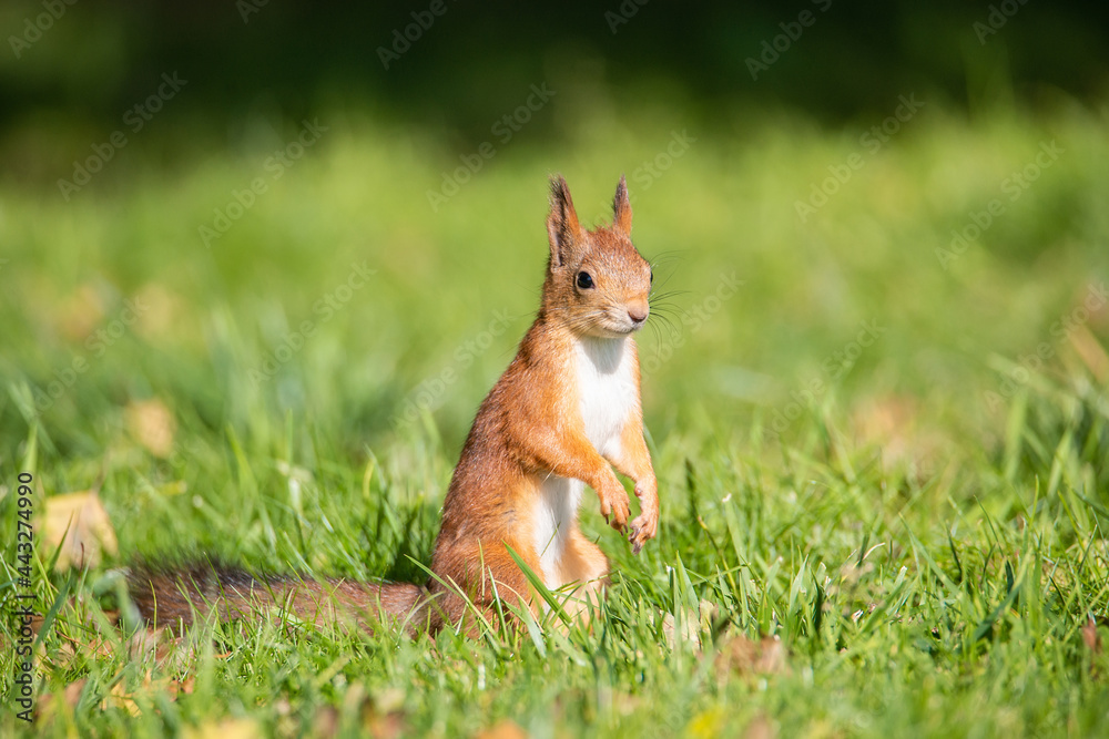 Squirrel in the autumn park
