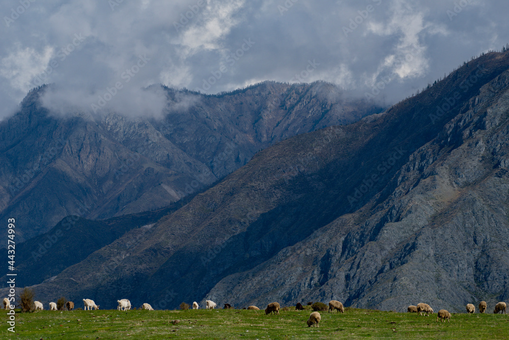 Russia. South of Western Siberia, Mountain Altai. A flock of goats and sheep graze in the valley of the Katun River near the village of Inegen.