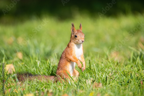 Squirrel in the autumn park © alexbush