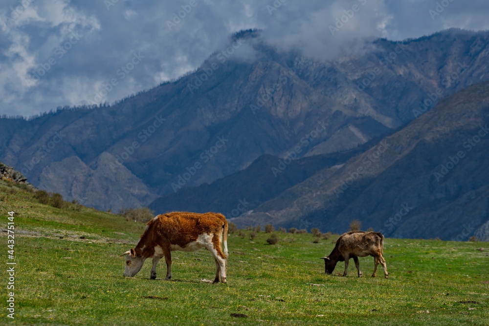 Russia. South of Western Siberia, Mountain Altai. Cows graze in the valley of the Katun River near the village of Inegen.