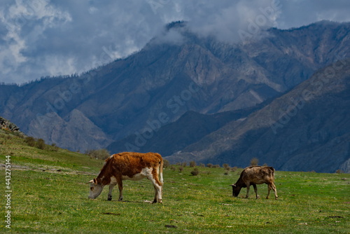 Russia. South of Western Siberia, Mountain Altai. Cows graze in the valley of the Katun River near the village of Inegen. © Александр Катаржин