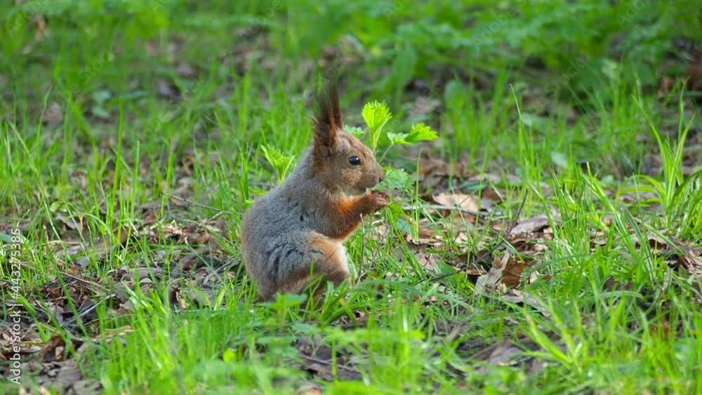 Close-up of a squirrel sitting on the green grass and eating seeds. Animals in parks Close-up of a squirrel sitting on the green grass and eating seeds. Animals in parks