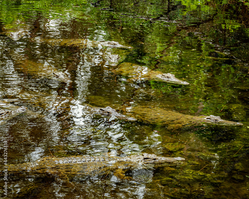 Obraz premium crocodiles in the swamp