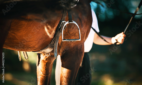 A rear view of a bay horse, which is wearing a stirrup, which waved its dark tail. And next to it is a horse breeder who holds a horse by the bridle rein on a sunny summer day. Equestrian sports.