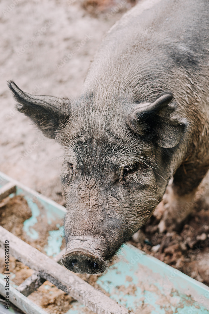 Fototapeta premium Pig on a farm