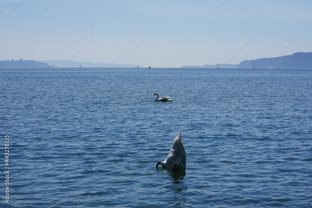 Obraz premium landscape at Lake Constance