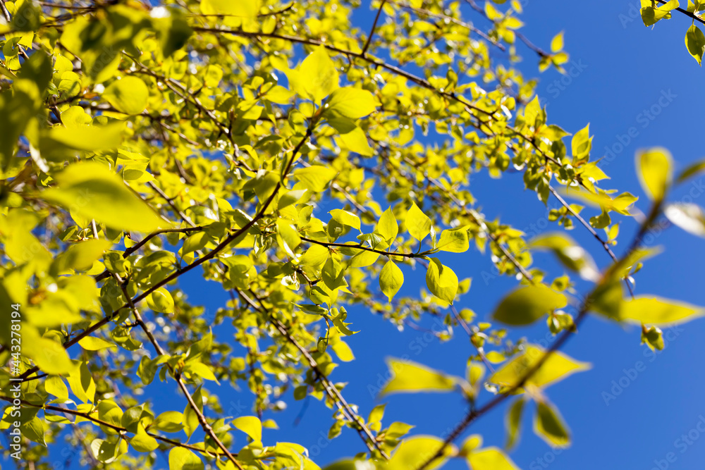 beautiful birch tree beautiful birch tree