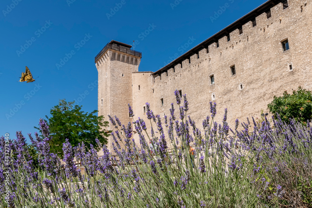 A butterfly flies among the lavender flowers with the Rocca Albornoziana in Spoleto in the background, Perugia, Italy