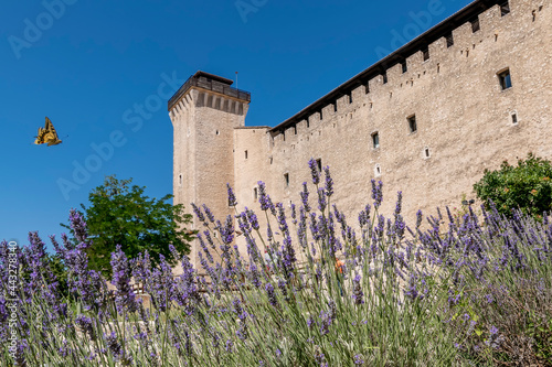 A butterfly flies among the lavender flowers with the Rocca Albornoziana in Spoleto in the background, Perugia, Italy photo