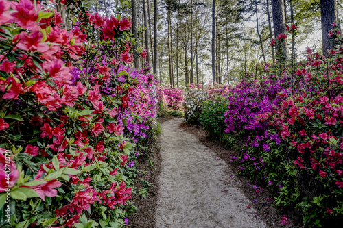 Path through an azalea garden in bloom © PT Hamilton