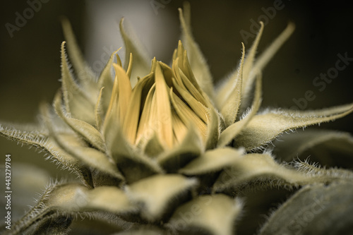 Knospe von einer Sonnenblume die gerade beginnt zu blühen