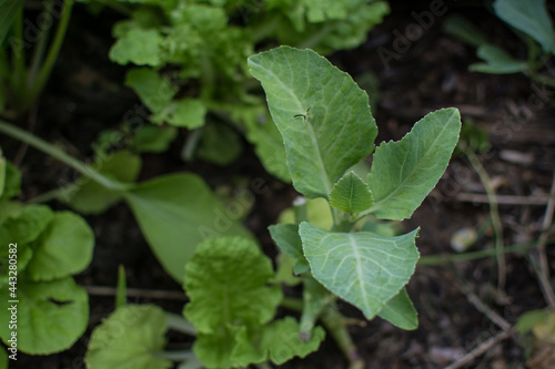 collard greens vegetable planting with soil