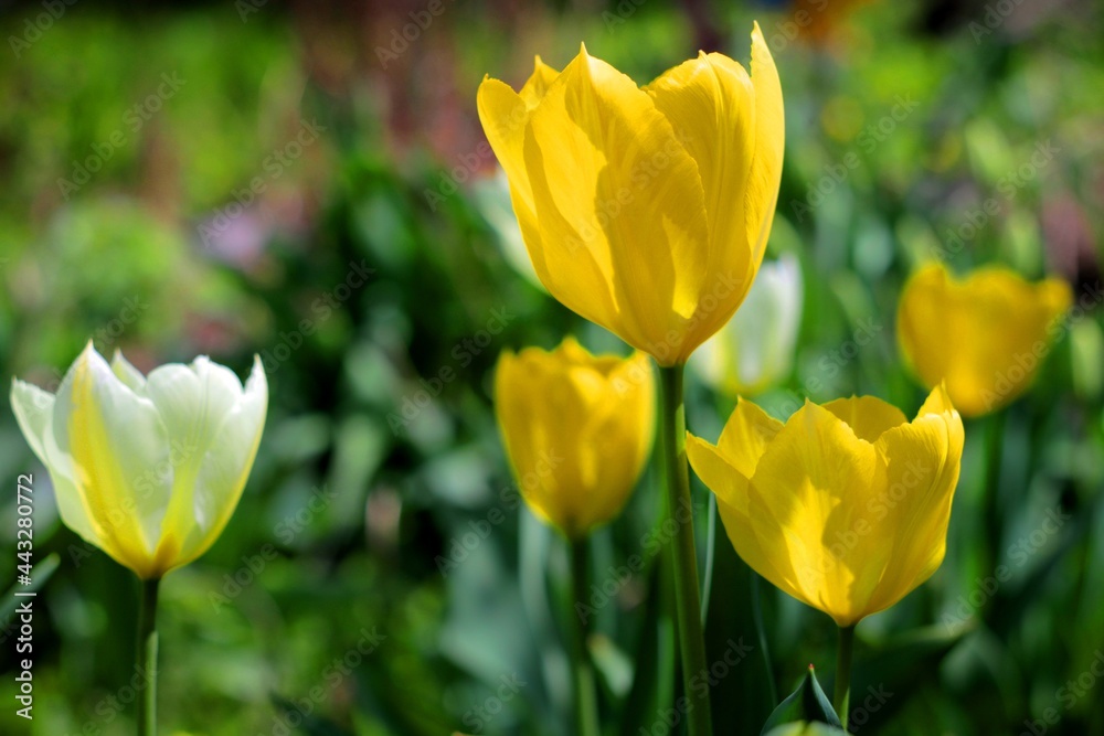 yellow tulips in the garden