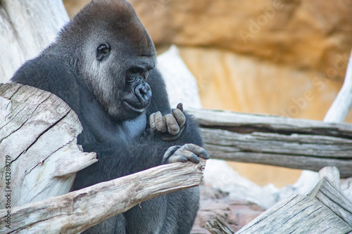 Imagen de un gorila mirando la comida que tiene entre sus manos.