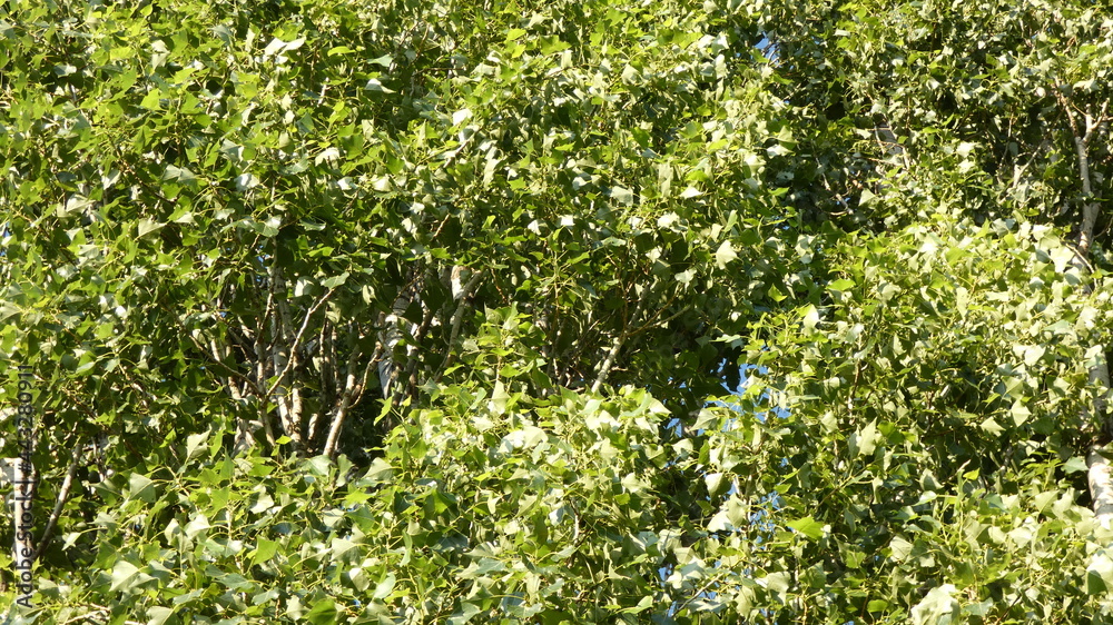 Fototapeta premium Poplar alley against the blue sky.
