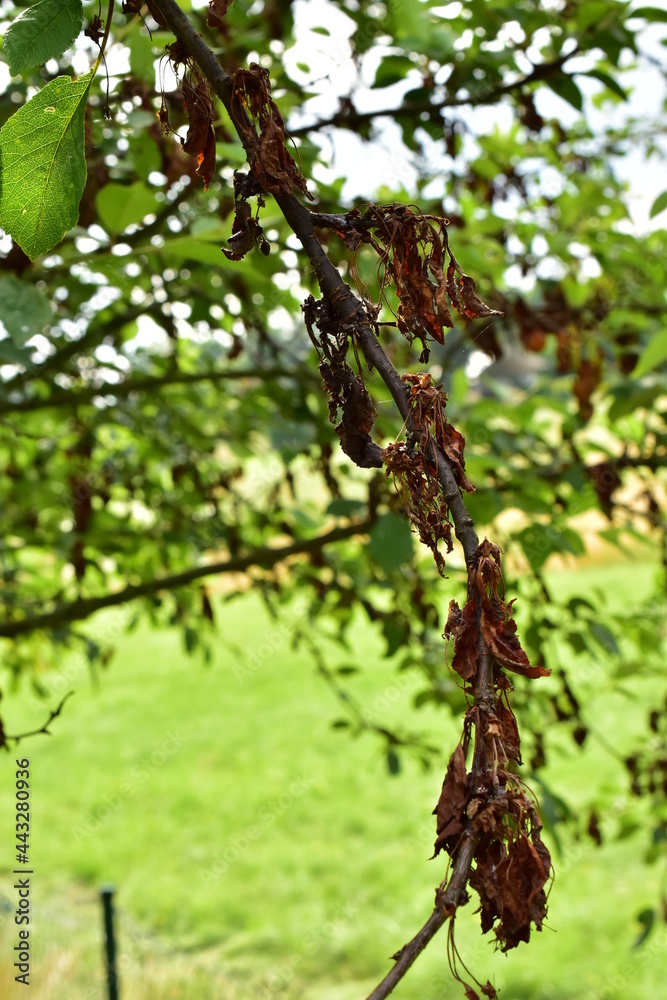 Obraz premium cherry tree with a disease on the leaves