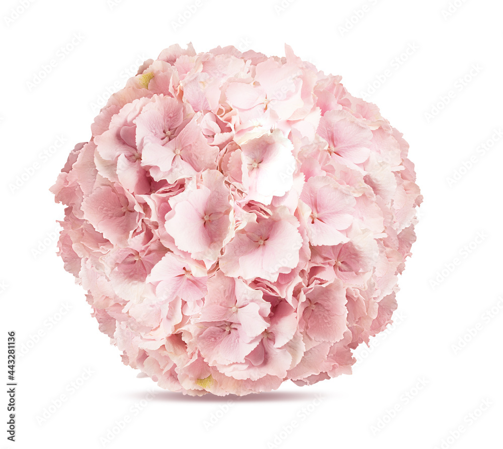 Hydrangea isolated on white background with clipping path Hydrangea isolated on white background with clipping path