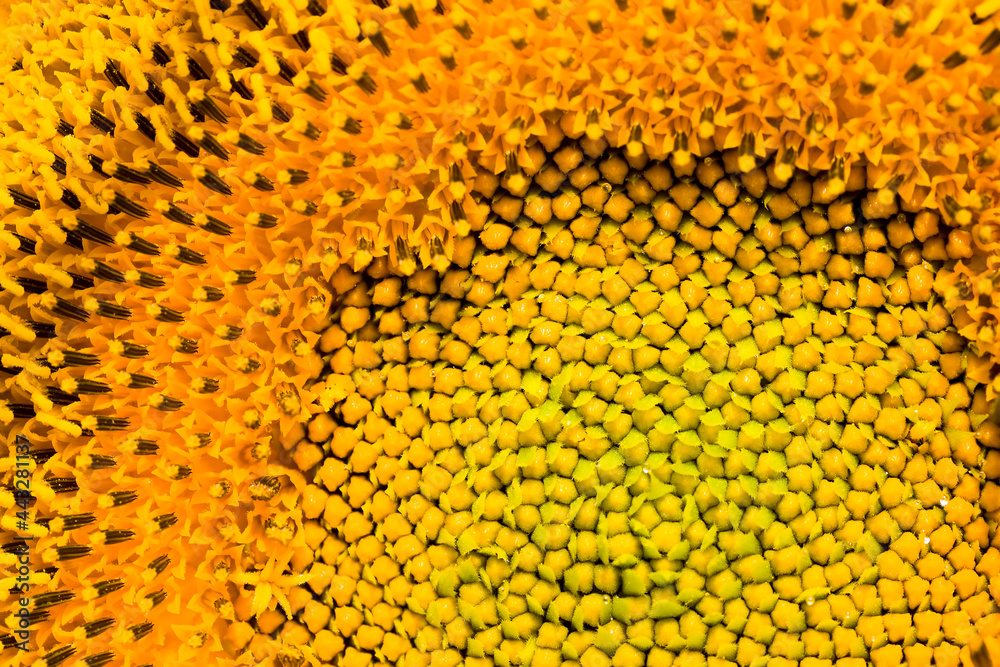 the middle of the inflorescence of yellow sunflowers the middle of the inflorescence of yellow sunflowers
