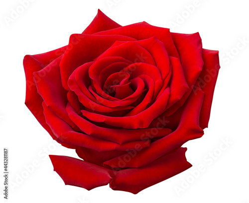 Rose flower isolated on white background with clipping path