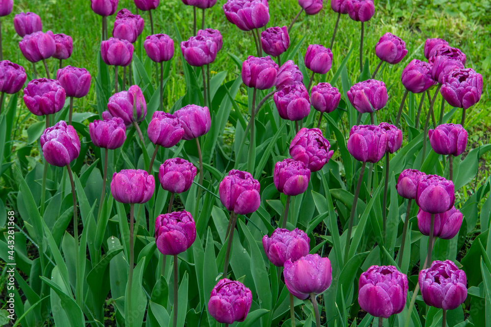 Pink and lilac color Double Late Tulips (Tulipa) Pink and lilac color Double Late Tulips (Tulipa)