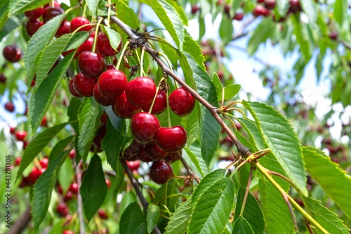 Ripe red cherries densely cover the branches of the fruit tree in the garden